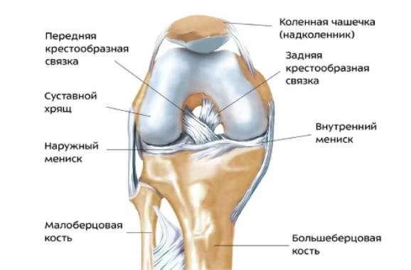 Строение коленного сустава